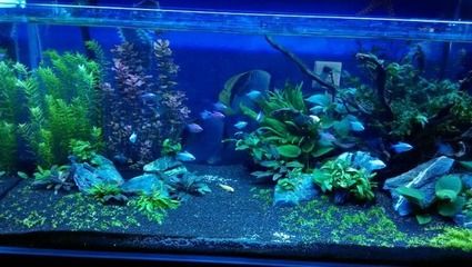 魚缸擺在大門對面好嗎（魚缸擺在大門對面好嗎,）