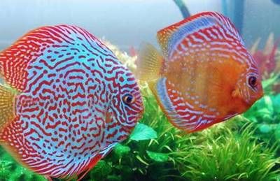 國內(nèi)品牌魚缸排名前十：2024年國產(chǎn)品牌魚缸排名前十