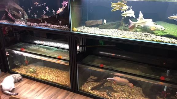 黑色魚缸養(yǎng)什么魚好呢（黑色魚缸適合養(yǎng)什么魚？） 黑色魚缸養(yǎng)什么魚好呢（黑色魚缸適合養(yǎng)什么魚？） 魚缸百科 第4張