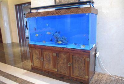 黑色魚缸養(yǎng)什么魚好呢（黑色魚缸適合養(yǎng)什么魚？） 黑色魚缸養(yǎng)什么魚好呢（黑色魚缸適合養(yǎng)什么魚？） 魚缸百科 第1張