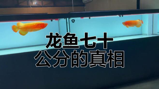 如何選擇適合龍魚的魚缸