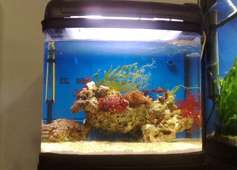觀賞魚缸的價格是多少：觀賞魚缸價格