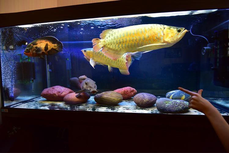 金龍魚魚缸背景圖片欣賞 金龍魚魚缸背景圖片欣賞 龍魚百科 第17張
