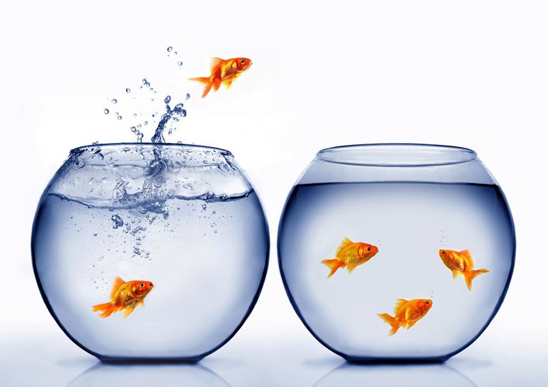 金龍魚魚缸背景圖片欣賞 金龍魚魚缸背景圖片欣賞 龍魚百科 第24張