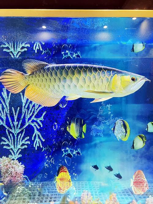 金龍魚魚缸背景圖片欣賞 金龍魚魚缸背景圖片欣賞 龍魚百科 第21張