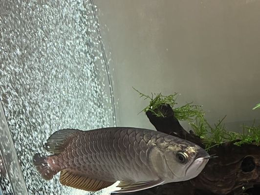 森森魚缸維修電話：如何維護和修理森森品牌的魚缸 森森魚缸維修電話：如何維護和修理森森品牌的魚缸 魚缸百科 第5張