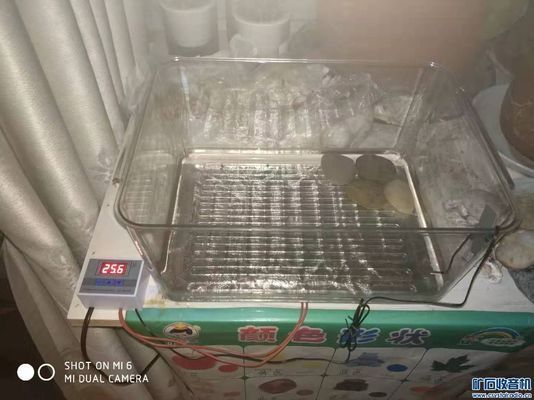 魚缸寵物加熱墊怎么使用視頻：魚缸寵物加熱墊使用方法 魚缸寵物加熱墊怎么使用視頻：魚缸寵物加熱墊使用方法 魚缸百科 第3張