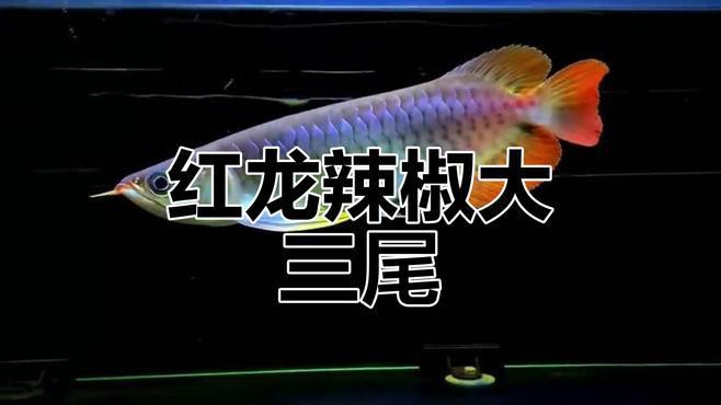 極品辣椒紅龍魚(yú)