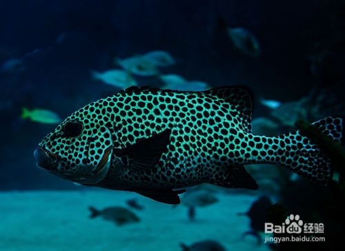 魚缸養魚的說法，魚缸養魚的技巧
