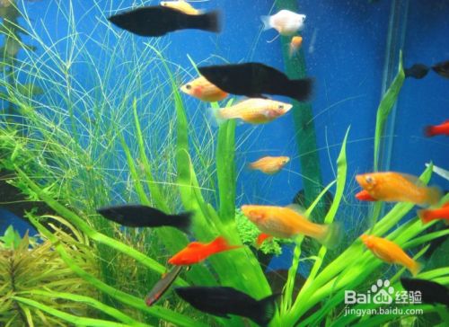 魚缸養魚的說法，魚缸養魚的技巧