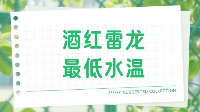 雷龍魚的最佳溫度是多少