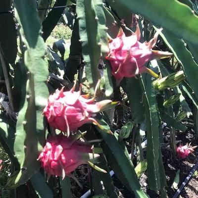 大火龍魚怎么養：大火龍魚怎么養，大火龍魚飼養方法