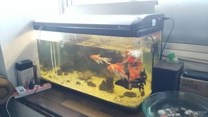 魚缸里出現了紅銹是什么東西：關于魚缸紅銹的一些詳細信息