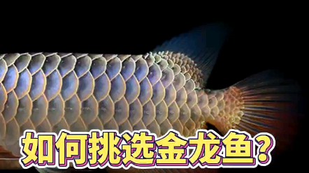 哪個品種的金龍魚最適合新手