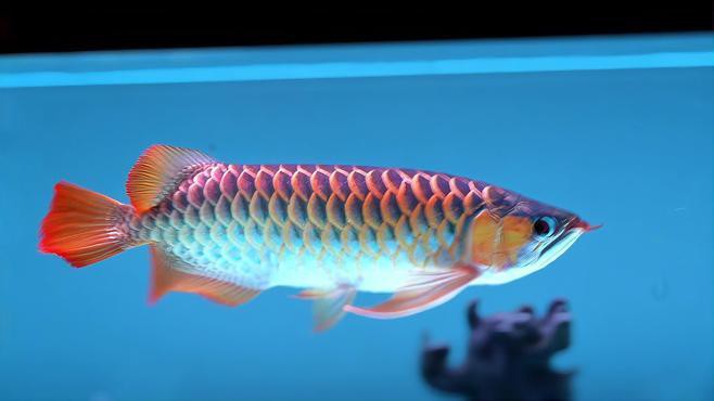 如何區分高鰭龍魚與其他龍魚？