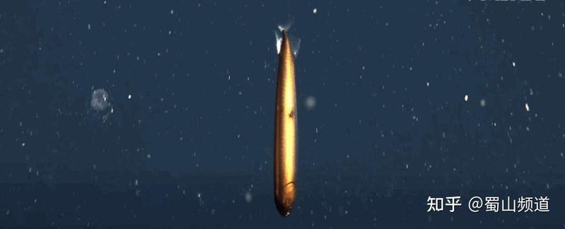 如何區分高鰭龍魚與其他龍魚？