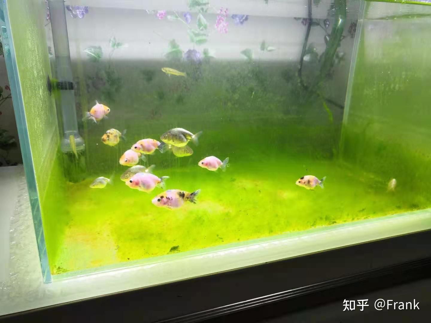 魚缸長綠藻怎么辦（魚缸長綠藻怎么辦魚缸長綠藻怎么辦魚缸長綠藻怎么辦） 魚缸長綠藻怎么辦（魚缸長綠藻怎么辦魚缸長綠藻怎么辦魚缸長綠藻怎么辦） 魚缸百科 第1張