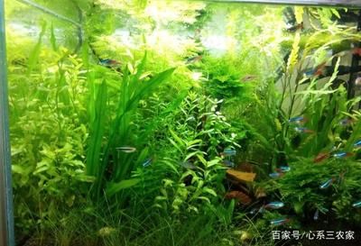 魚缸長綠藻怎么辦（魚缸長綠藻怎么辦魚缸長綠藻怎么辦魚缸長綠藻怎么辦） 魚缸長綠藻怎么辦（魚缸長綠藻怎么辦魚缸長綠藻怎么辦魚缸長綠藻怎么辦） 魚缸百科 第3張