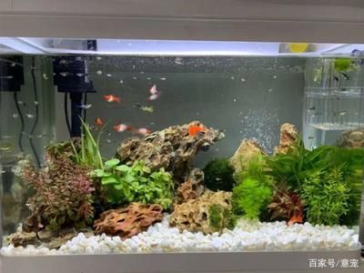蛋白棉的凈水原理是什么？如何正確使用蛋白棉？：關于蛋白棉的使用注意事項蛋白棉的使用注意事項