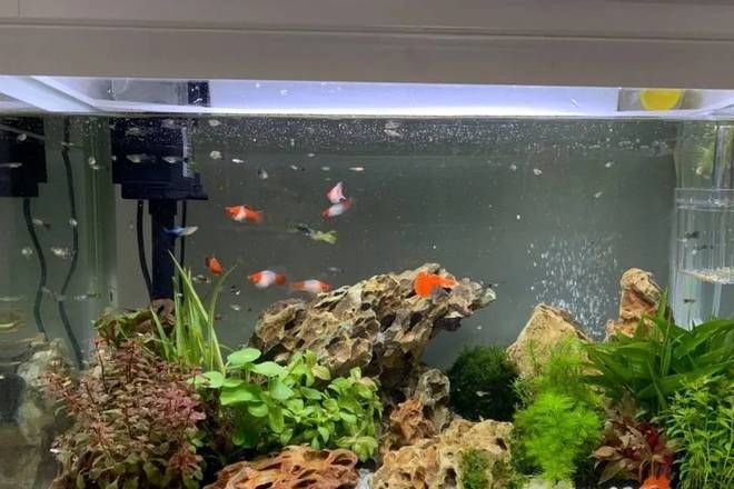 蛋白棉的凈水原理是什么？如何正確使用蛋白棉？：關于蛋白棉的使用注意事項蛋白棉的使用注意事項