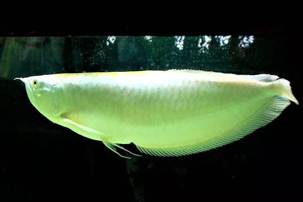 龍魚野生環境：關于龍魚的詳細信息