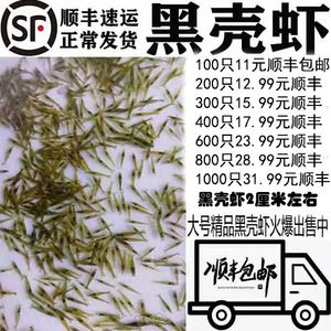 40公分龍魚喂幾個蝦米好（40公分的龍魚每天喂食一次，每天喂一次就足夠了）