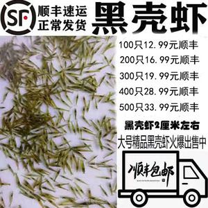 40公分龍魚喂幾個蝦米好（40公分的龍魚每天喂食一次，每天喂一次就足夠了）