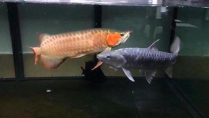 被龍魚咬了怎么辦：被龍魚咬傷并出血怎么辦