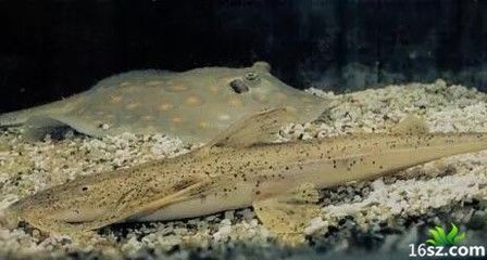 龍魚蹭缸是什么寄生蟲病：龍魚蹭缸可能由于多種因素引起