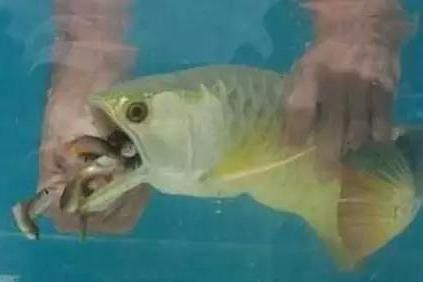 金龍魚張嘴呼吸怎么辦：金龍魚張嘴呼吸怎么辦金龍魚張嘴呼吸怎么處理 金龍魚張嘴呼吸怎么辦：金龍魚張嘴呼吸怎么辦金龍魚張嘴呼吸怎么處理 龍魚百科 第3張
