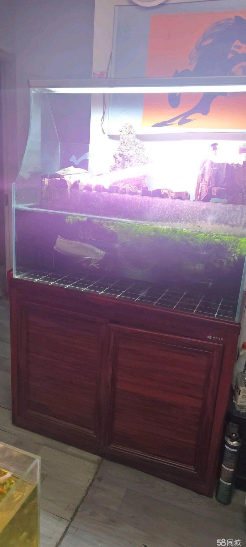 天津龍魚上門回收電話多少錢 天津龍魚上門回收電話多少錢 龍魚百科 第2張