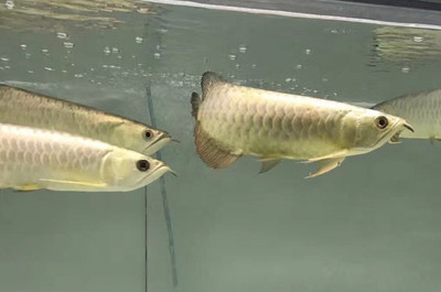 通河縣龍宮水族大世界（龍宮河水庫）