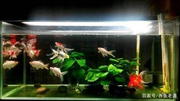 好一點(diǎn)的魚(yú)缸（2024年水族箱·魚(yú)缸十大品牌）