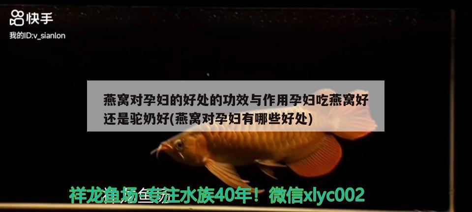 建平縣葉柏壽寶榮金魚店