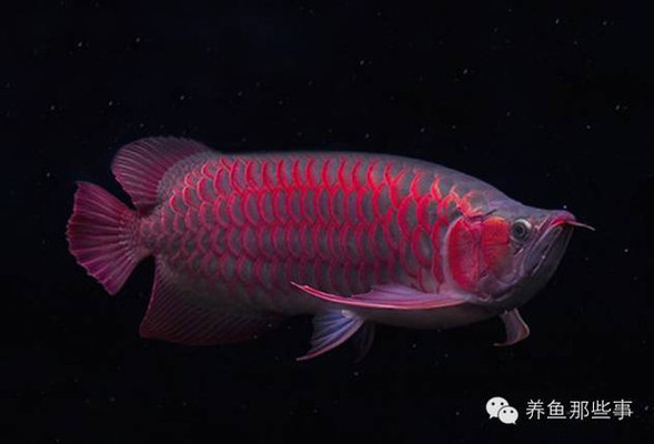 青縣方舟水族器材銷售部（青縣方舟水族器材銷售部電話）