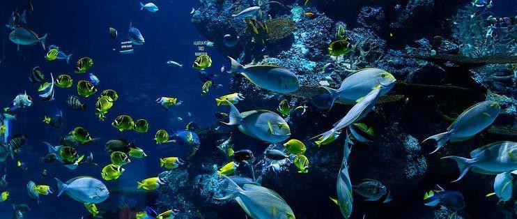 <strong><mark>海州</mark></strong>區(qū)智創(chuàng)水族館