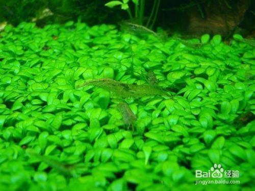 魚缸內(nèi)水草的選擇與搭配：魚缸內(nèi)水草的選擇與搭配至關(guān)重要， 魚缸內(nèi)水草的選擇與搭配：魚缸內(nèi)水草的選擇與搭配至關(guān)重要， 魚缸百科 第3張