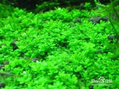 魚缸內(nèi)水草的選擇與搭配：魚缸內(nèi)水草的選擇與搭配至關(guān)重要， 魚缸內(nèi)水草的選擇與搭配：魚缸內(nèi)水草的選擇與搭配至關(guān)重要， 魚缸百科 第4張