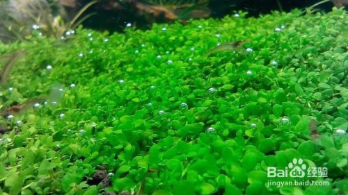 魚缸內(nèi)水草的選擇與搭配：魚缸內(nèi)水草的選擇與搭配至關(guān)重要， 魚缸內(nèi)水草的選擇與搭配：魚缸內(nèi)水草的選擇與搭配至關(guān)重要， 魚缸百科 第5張