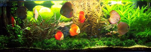 養鸚鵡和龍魚用放鹽嗎：養鸚鵡時不建議放鹽，養龍魚時不建議放鹽