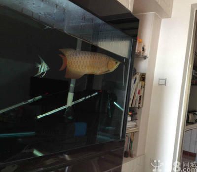 紅龍魚缸內要放幾根燈（關于紅龍魚缸內需要放置多少根燈管，魚友和專家給出了不同的建議） 紅龍魚缸內要放幾根燈（關于紅龍魚缸內需要放置多少根燈管，魚友和專家給出了不同的建議） 龍魚百科 第4張