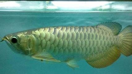 龍魚游起來無力:龍魚游動無力可能由多種因素引起龍魚不愛游動處理方法