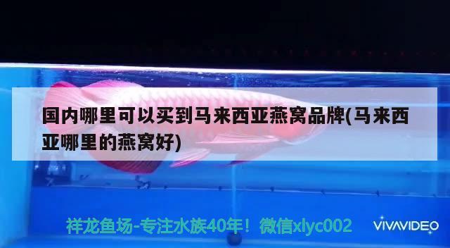 高邑縣愛寵寵物店