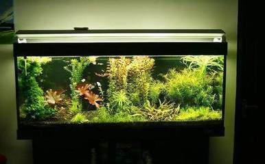 紅龍魚用黃燈烤有用嗎 梅河口市新概念水族寵物店(梅河口市新概念水族寵物店電話) 全國水族館企業名錄 梅河口市新概念水族寵物店(梅河口市新概念水族寵物店電話) 梅河口市新概念水族寵物店(梅河口市新概念水族寵物店電話) 全國水族館企業名錄