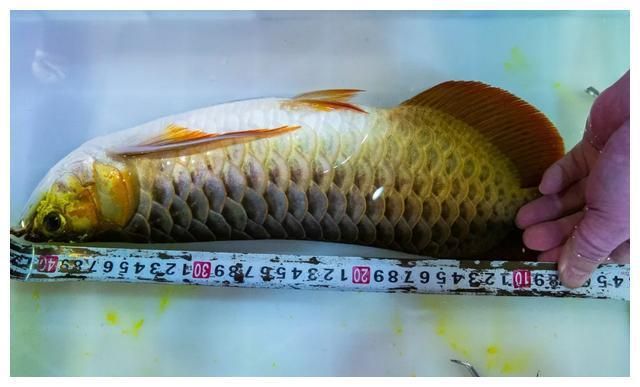 60公分龍魚（-龍魚種類匯總60公分龍魚魚缸尺寸） 60公分龍魚（-龍魚種類匯總60公分龍魚魚缸尺寸） 龍魚百科 第2張