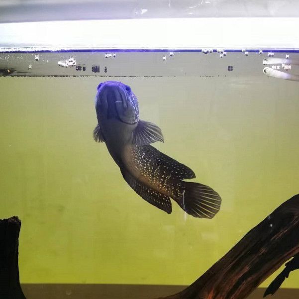 雷龍魚和金魚（—雷龍魚和金魚的飼養(yǎng)方法及其對水質(zhì)的要求）