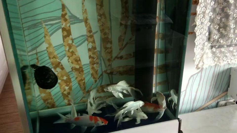 魚(yú)缸十大品牌魚(yú)缸品牌排行榜海魚(yú)缸品牌排行榜：海水魚(yú)缸十大品牌大全