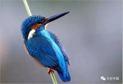 那曲龍魚魚缸:探秘那曲龍魚魚缸,打造高端水族藝術的極致體驗 魚缸百科 第2張 那曲龍魚魚缸:探秘那曲龍魚魚缸,打造高端水族藝術的極致體驗 那曲龍魚魚缸:探秘那曲龍魚魚缸,打造高端水族藝術的極致體驗 魚缸百科 第2張