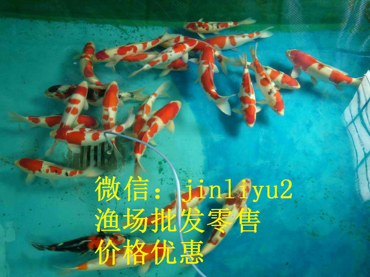 龍魚怎么爬背：金龍魚爬背的方法 龍魚怎么爬背：金龍魚爬背的方法 龍魚百科