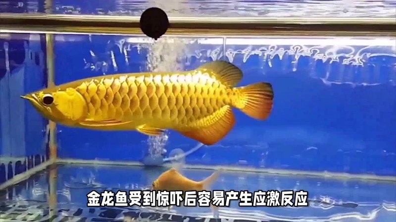 龍魚過背和高背哪個好養